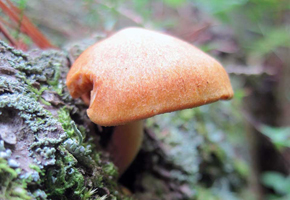 A close view of one growing from the dead tree.